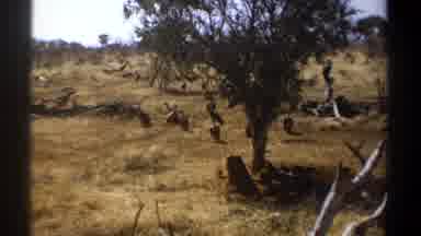 Kenya (1969): A Person Capture The Forest Scene The Birds Are Sitting In The