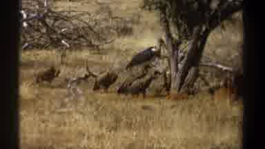 Kenya (1969): Flock Of Birds Walking Past Trees On A Sunny Day