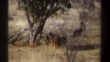 Kenya (1969): Vultures Devouring A Carcass From What It Seems