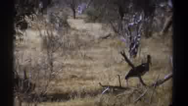 Kenya (1969): The Bird Are Standing In The Forest