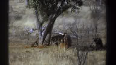 Kenya (1969): Vulture Birds Scrounge For Food In Desert Landscape