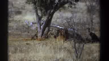 Kenya (1969): Hungry Vultures Converge