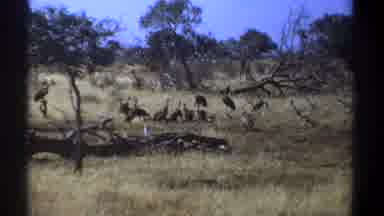 Kenya (1969): Birds Sanctuary Dense Forest Searching Prey Group Unity Vulture Zoo