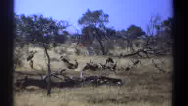 Kenya (1969): A Flock Of Birds, And Herd Of Gazelles In Field On A Sunny Day