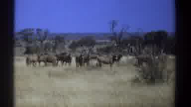 Kenya (1969): Deers Are Standing At The Middle Of The Forest