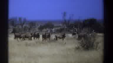 Kenya (1969): Vintage Footage Of Herd Of Wild Horses On The Plains