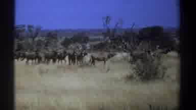 Kenya (1969): Roaming Cattle In A Field