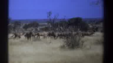 Kenya (1969): Large Four Legged Animals Dense Forest Sunny Weather Cow Roaming