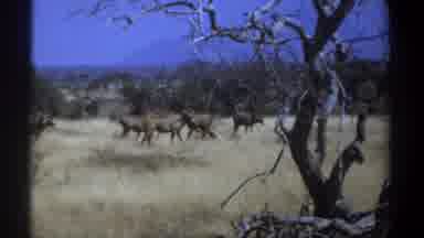 Kenya (1969): Animals Gazing In Wild Field