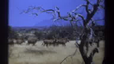 Kenya (1969): Deer Are Walking In The Forest