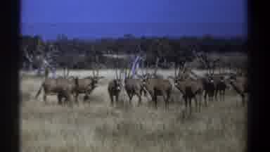 Kenya (1969): Kudzu Out On The Plains Herding Animals Grazing On Grass