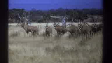 Kenya (1969): Animals Gazing For Food