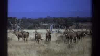 Kenya (1969): View Of Running Giraffe And Grazing Gazelles On A Sunny Day