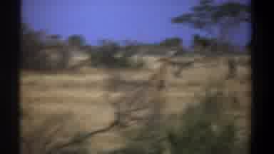 Kenya (1969): Running Giraffe In Wild