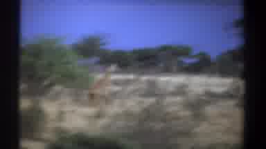 Kenya (1969): Giraffes Are Running In The Forest