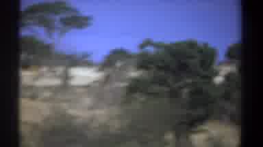 Kenya (1969): Dense Forest Elephant Seen Dying Lot Of Injuries Mahout Inquiry