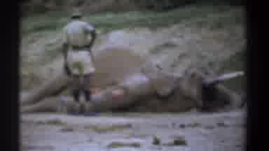 Kenya (1969): Horrible Men Kill Innocent Elephant