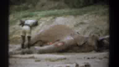 Kenya (1969): The Elephants Are In Danger Of Outside Force Attacking