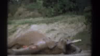 Kenya (1969): Dead Elephant Laying In The Middle Of A Roadway With A Man Looking