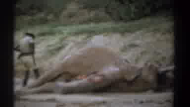 Kenya (1969): A Man Inspecting The Body Of A Dead African Elephant