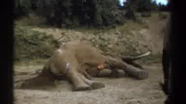 Kenya (1969): Dead Animal Man Nature Sadness