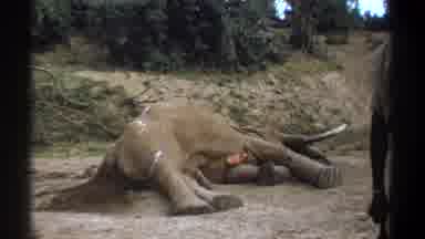 Kenya (1969): Dead Elephant By The Roadside And A Person Looking At The State Of