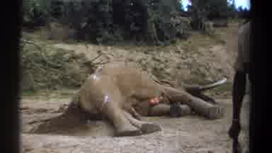 Kenya (1969): Elephant Laying On Its Side On The Dirt Surrounded By Another