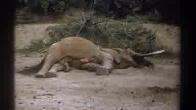 Kenya (1969): Dead Deer In The Desert