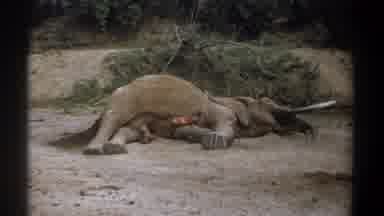 Kenya (1969): A Majestic Elephant Laying Motionless On The Ground In Front Of