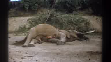 Kenya (1969): An Elephant Lying Dead While Other Animals Stand By And Look At It