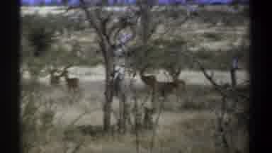 Kenya (1969): Wildlife On A Safari Trip