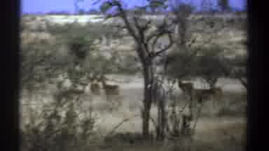 Kenya (1969): Wild Animals In The African Cabana A Long Time Ago