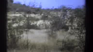 Kenya (1969): Wild Animals Roam Through Dessert Aimlessly On Their Daily Leisure