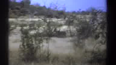 Kenya (1969): Two Deer In A Lush Forest