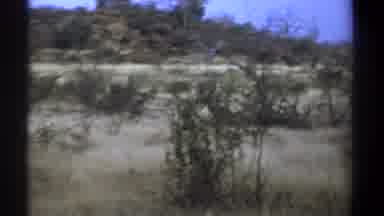 Kenya (1969): Two Deer In A Lush Forest