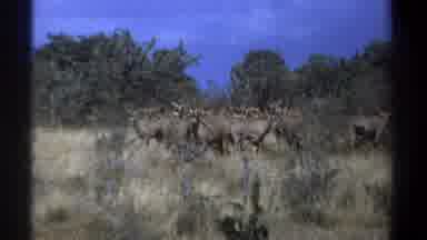 Kenya (1969): Animals In The Wild