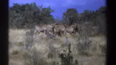 Kenya (1969): Wild Herd Of Large Mammals Hanging Close Together Around Shrubs