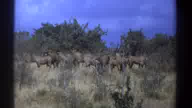 Kenya (1969): What Appear To Be Donkeys In A Field, Looking At The Camera And Then