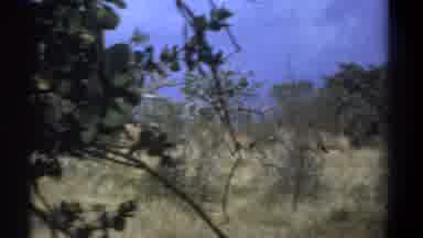 Kenya (1969): Video Of A Beach In Summer