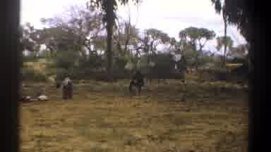 Kenya (1969): One Person Sitting Near A Tent In A Forest Clearing With A Tree Log