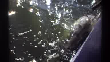 Nigeria (1969): Fish In The Sea Tries To Escape From Fisherman