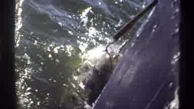 Nigeria (1969): Water Animal On Hook Held By Fisherman With Black Tights Thin Legs