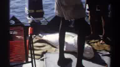 Nigeria (1969): Scene Of Fisher Men Unloading Giant Fish From Boat On Sunny Day