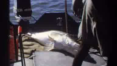 Nigeria (1969): Lady Hunting The Fish For Prepare Lunch Fish Can Be Found The Way
