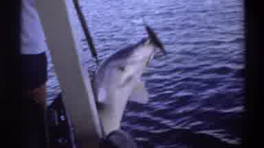 Nigeria (1969): Lifting A Large Fish Aboard A Boat And Laying It On The Deck