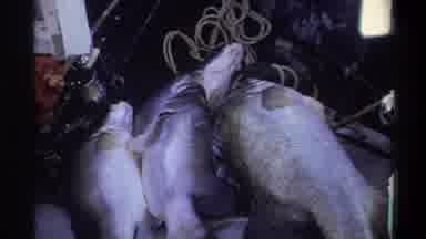 Nigeria (1969): One Person Casting The Fish In The Boat And There Are Four Fishes