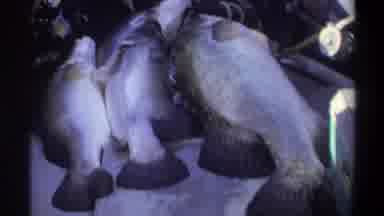 Nigeria (1969): Fish Of Various Kinds Waiting To Be Prepared To Rest On The Table
