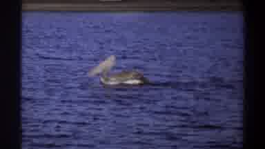Nigeria (1969): A Pelican Swims On Blue Lake And Meets Up With Another Fellow