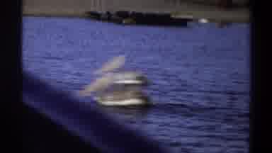 Nigeria (1969): Two Big Birds Swimming Across A Body Of Water Towards Something