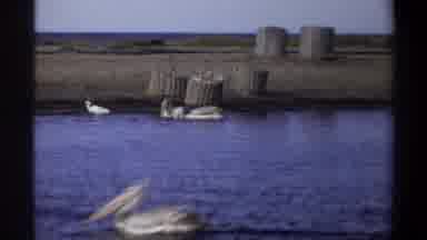 Nigeria (1969): The Flamingo Was Swim In The Sea